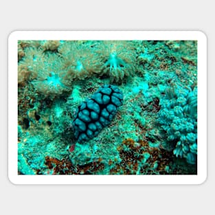 nudibranch Sticker